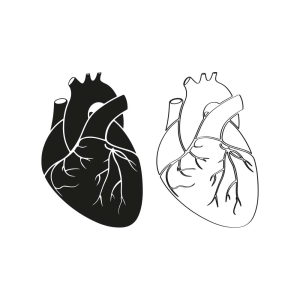 human heart clip art black and white