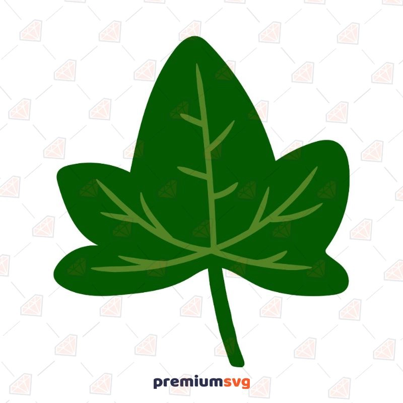 Drawing of ivy leaves Royalty Free Vector Image